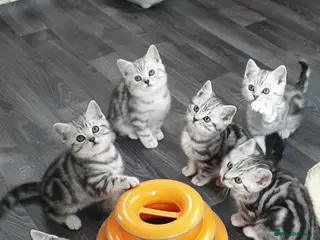 British Shorthair cats Silver Tabby Kittens, Rare GCCF Show Quality. - Advert 3