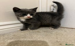 British Shorthair cats for sale: Stunning blue kittens  - Image 9