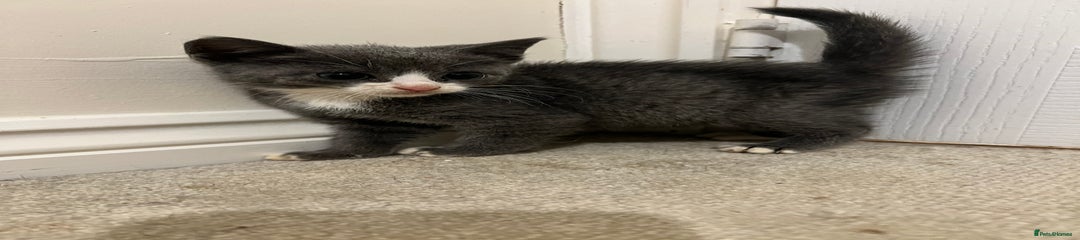 British Shorthair Kitten 2