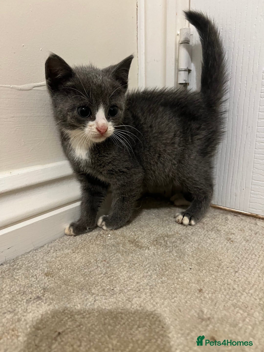 British Shorthair cats for sale: Stunning blue kittens  - Image 9