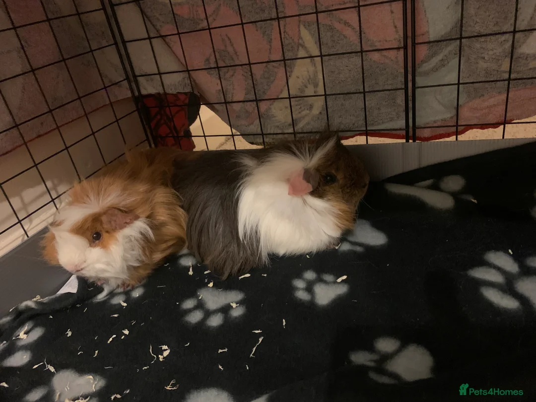 Guinea Pig rodents for sale: Pair of male Guinea pigs  in Sherborne - Advert 1
