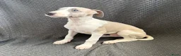 Whippet dogs for sale: Beautiful whippet puppies in Stourport-on-Severn - Advert 4