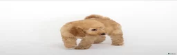 Cavapoo dogs for sale: DNA health tested Beautiful F1b Cavapoos - Advert 4