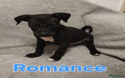 Mixed Breed dogs for sale: Pug x Lucher  - Image 12