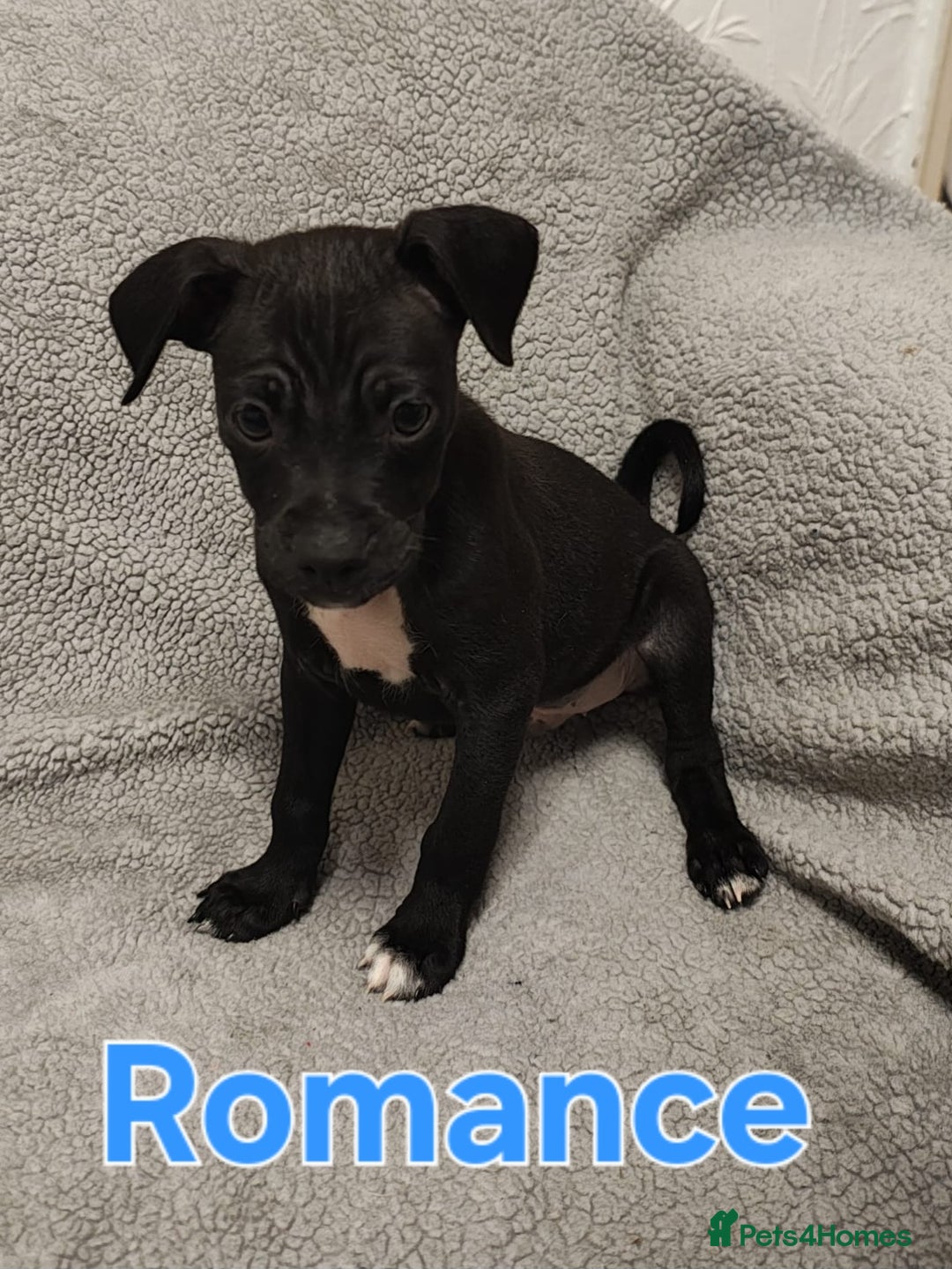 Mixed Breed dogs for sale: Pug x Lucher  - Image 12