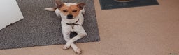 Mixed Breed dogs for adoption: Jeff is waiting for his forever  - Advert 2