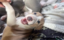Mixed Breed dogs for sale: Whippet x greyhound puppies  - Image 3