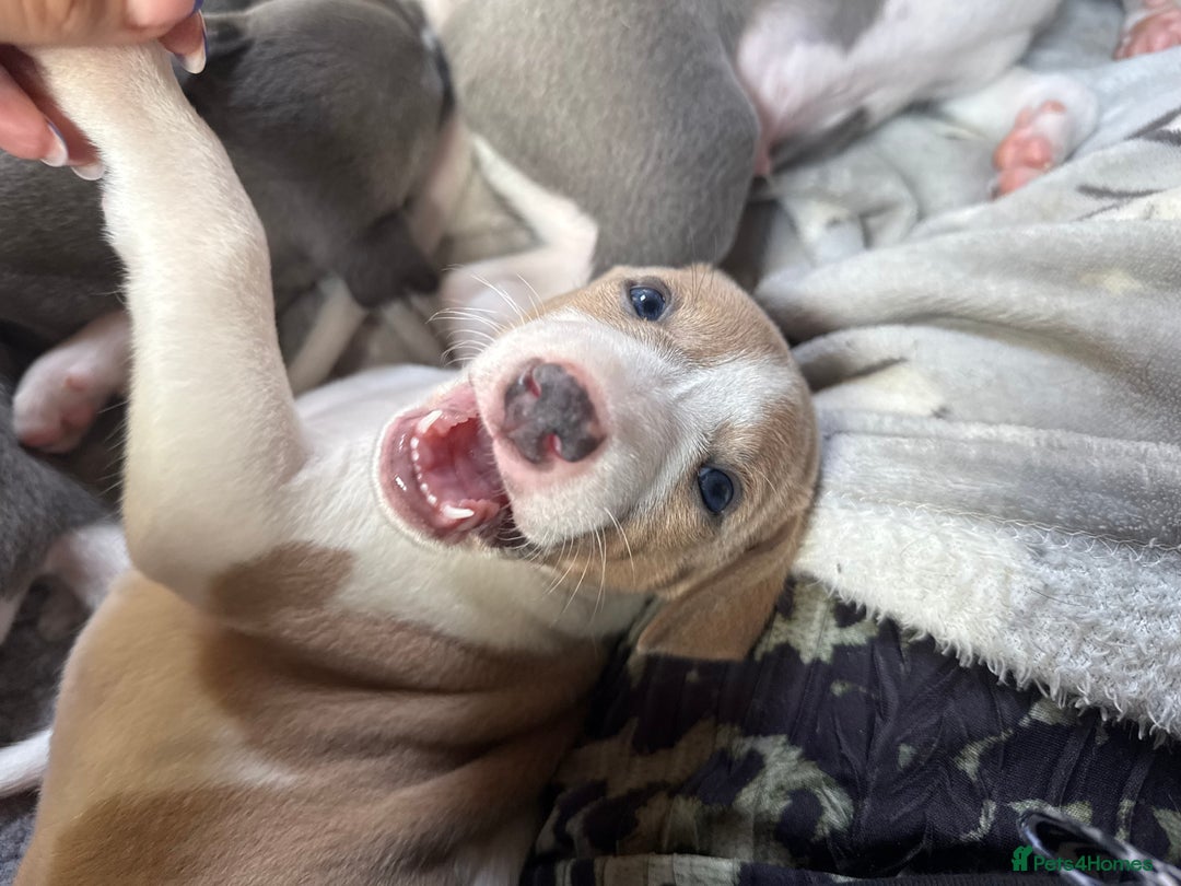Mixed Breed dogs for sale: Whippet x greyhound puppies  - Image 3