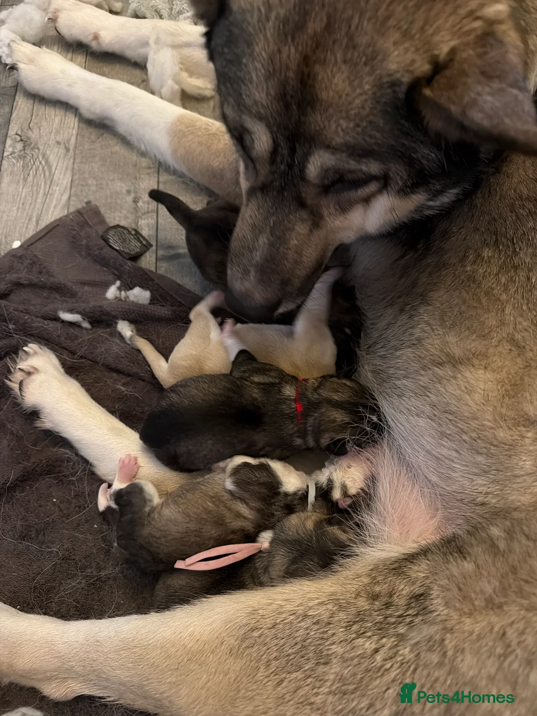 Siberian Husky dogs for sale: Gorgeous husky puppies - Advert 5