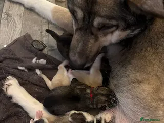 Siberian Husky dogs Gorgeous husky puppies - Advert 2