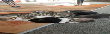 Mixed Breed Kitten 2