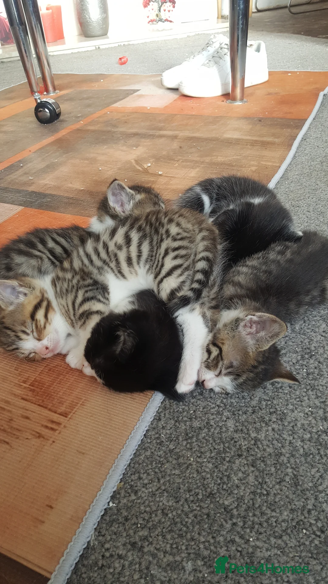 Mixed Breed cats for sale: Kittens - Advert 4