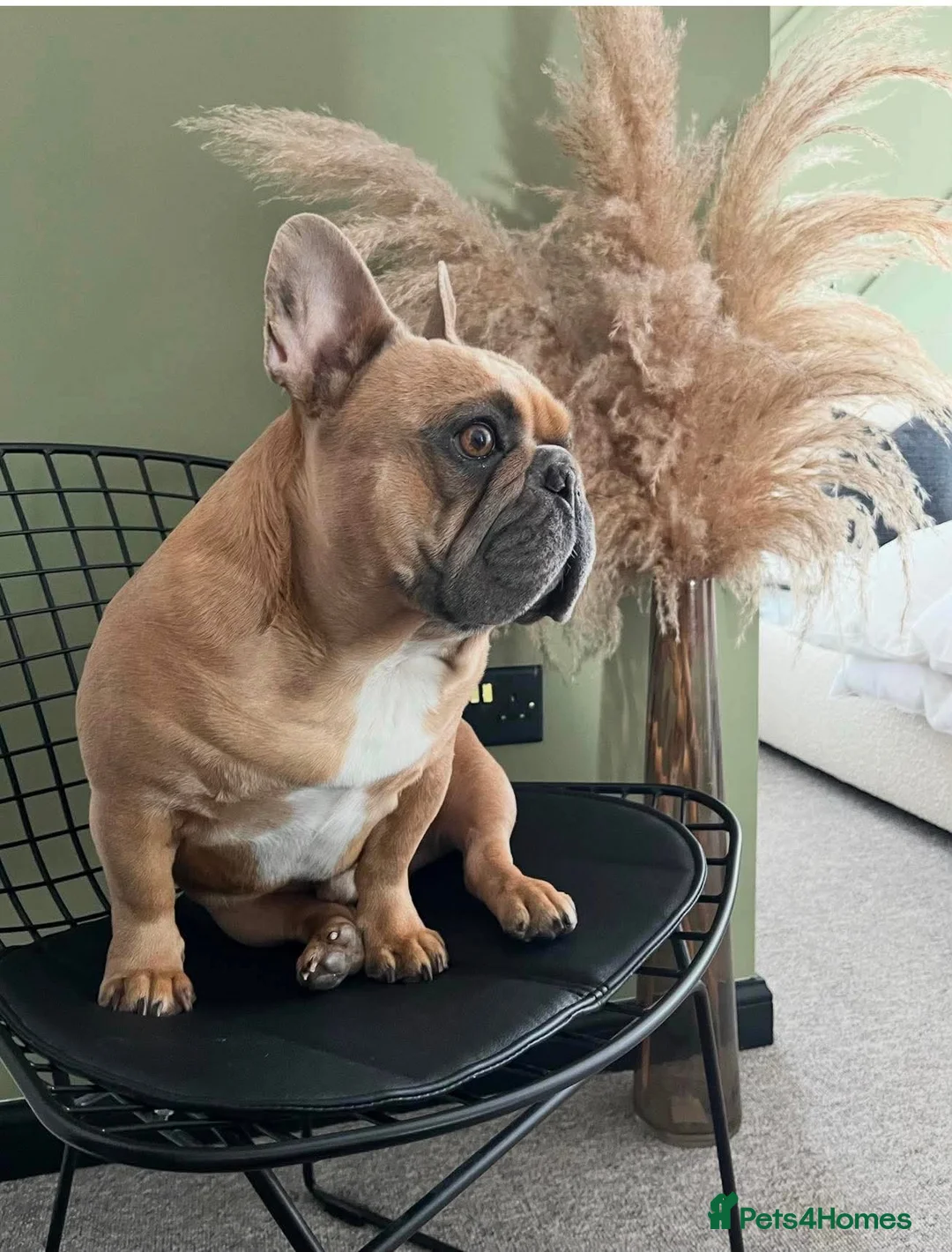 French Bulldog dogs for adoption: 👑 ROCKY 👑 Tiny King Seeks Child-Free Kingdom in Stafford - Advert 2