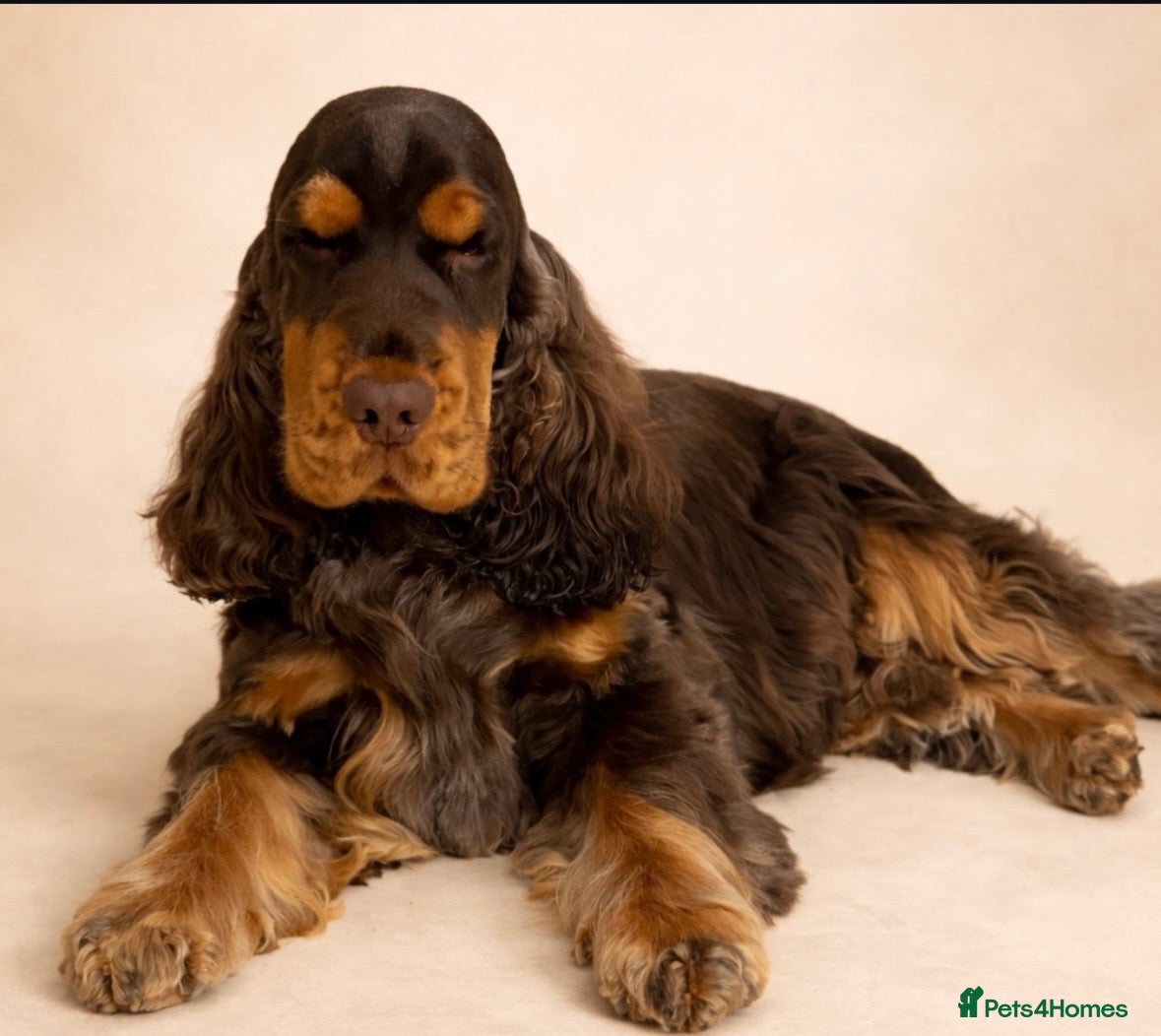 Cocker Spaniel dogs Exceptionally well health tested Kc show cockers - Advert 2