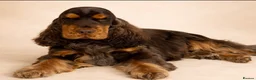 Cocker Spaniel dogs for sale: Exceptionally well health tested Kc show cockers - Advert 2
