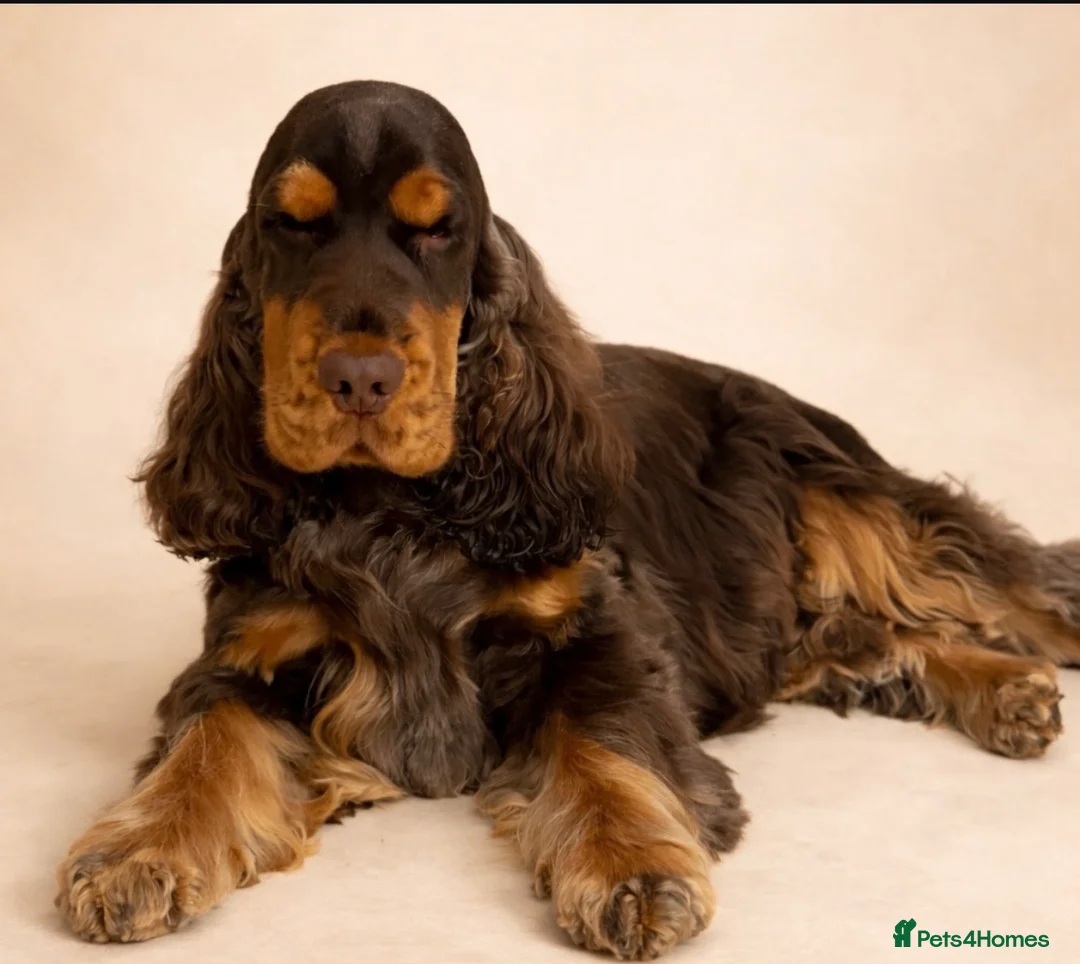 Cocker Spaniel dogs for sale: Exceptionally well health tested Kc show cockers - Advert 2