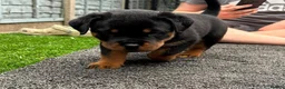 Rottweiler dogs for sale: 4 rottweiler boys  - Advert 12