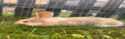 Mixed Breed rabbits for sale: Female rabbits  - Advert 1