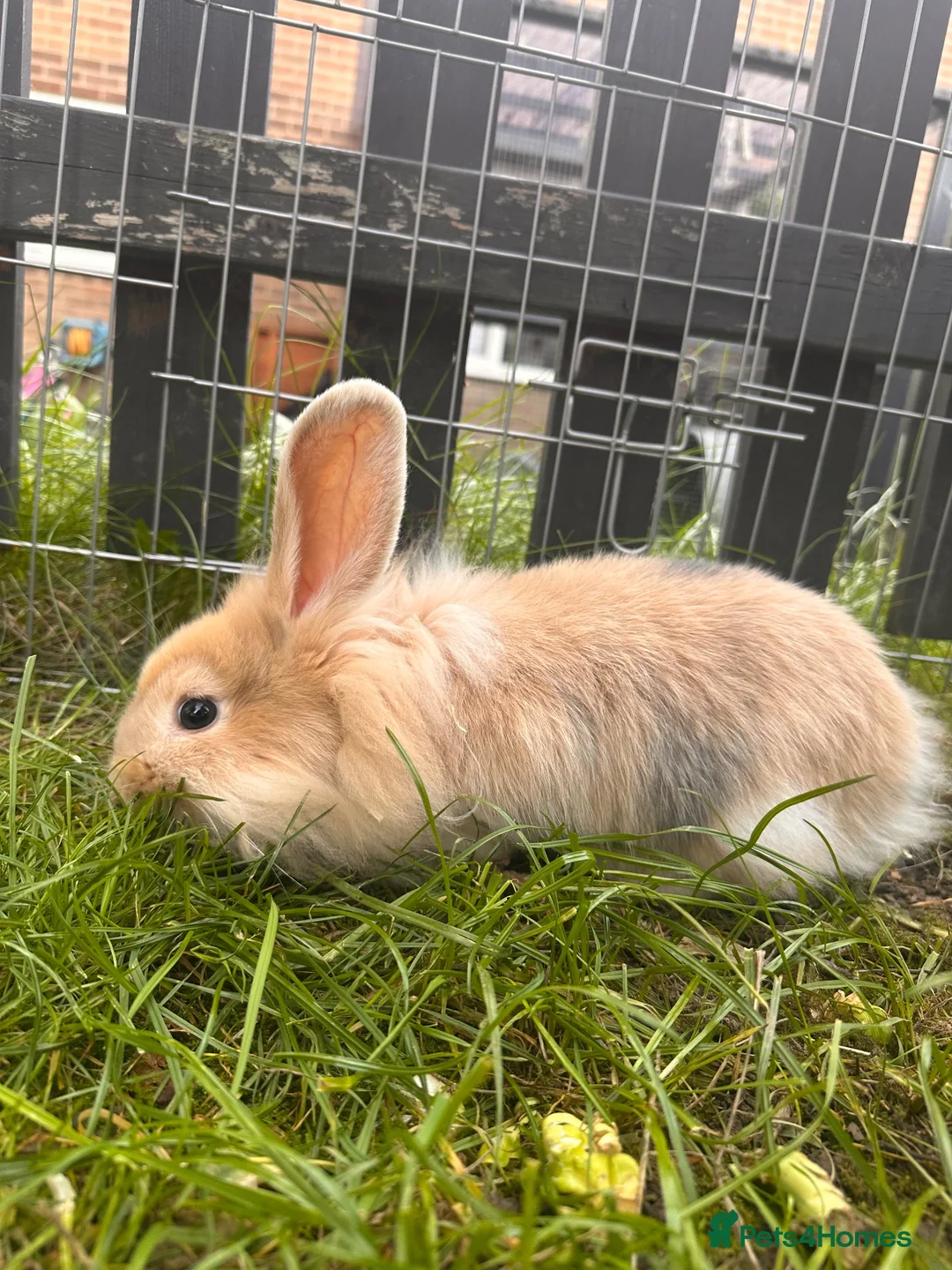 Mixed Breed rabbits for sale: Female rabbits  - Advert 1