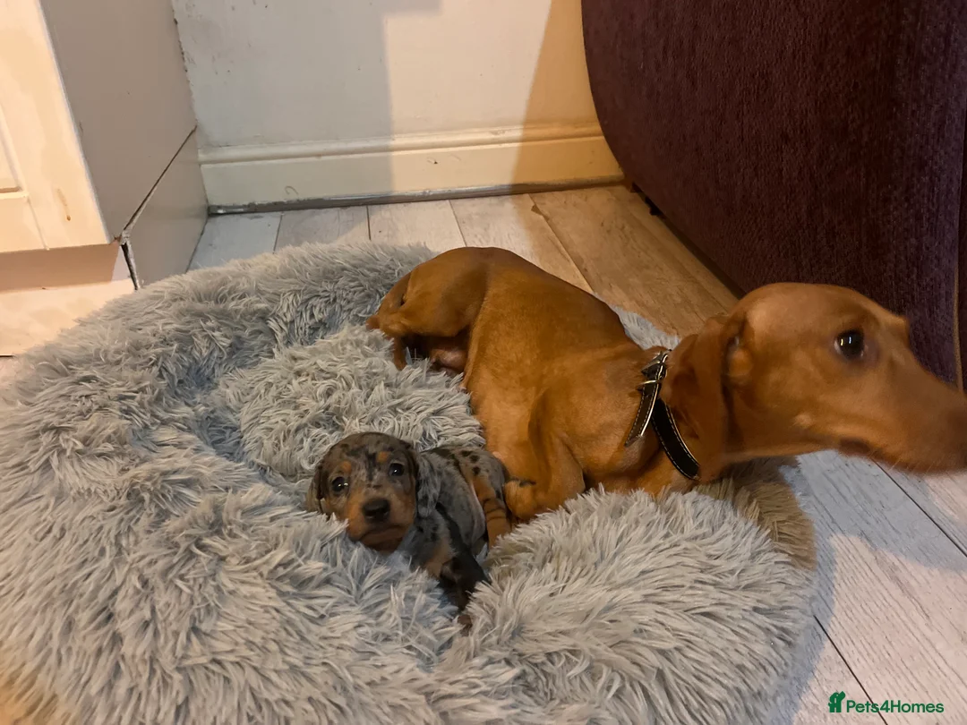Miniature Dachshund dogs for sale: 🥰🐶MINIATURE DACHSHUND PUPPIE🥰🐶 - Advert 17
