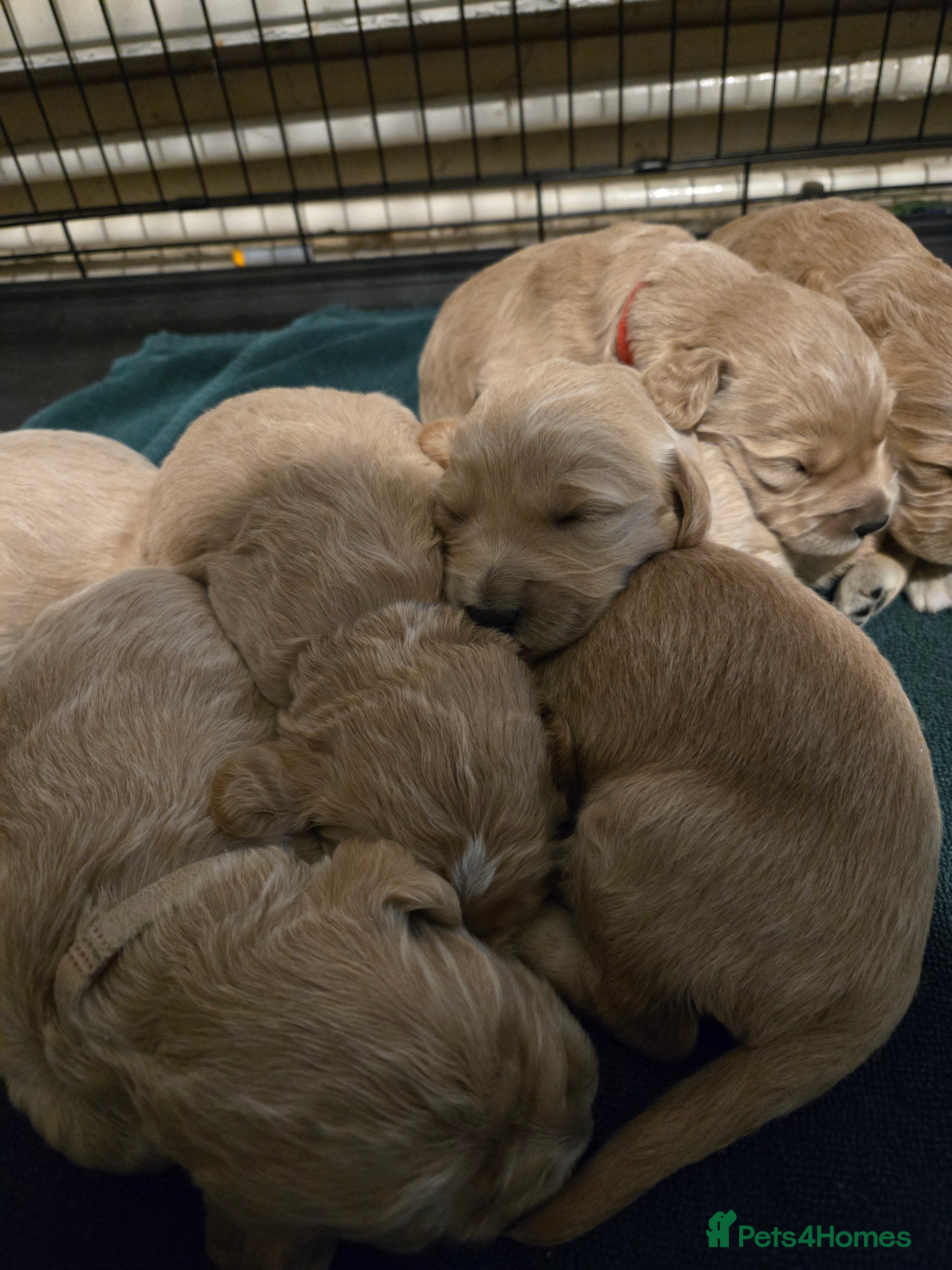 Mini Goldendoodle dogs Golden doodles 8 babies  - Advert 17