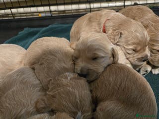 Mini Goldendoodle dogs Golden doodles 8 babies - Advert 17