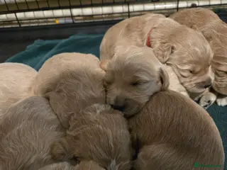 Mini Goldendoodle dogs Golden doodles 8 babies - Advert 6