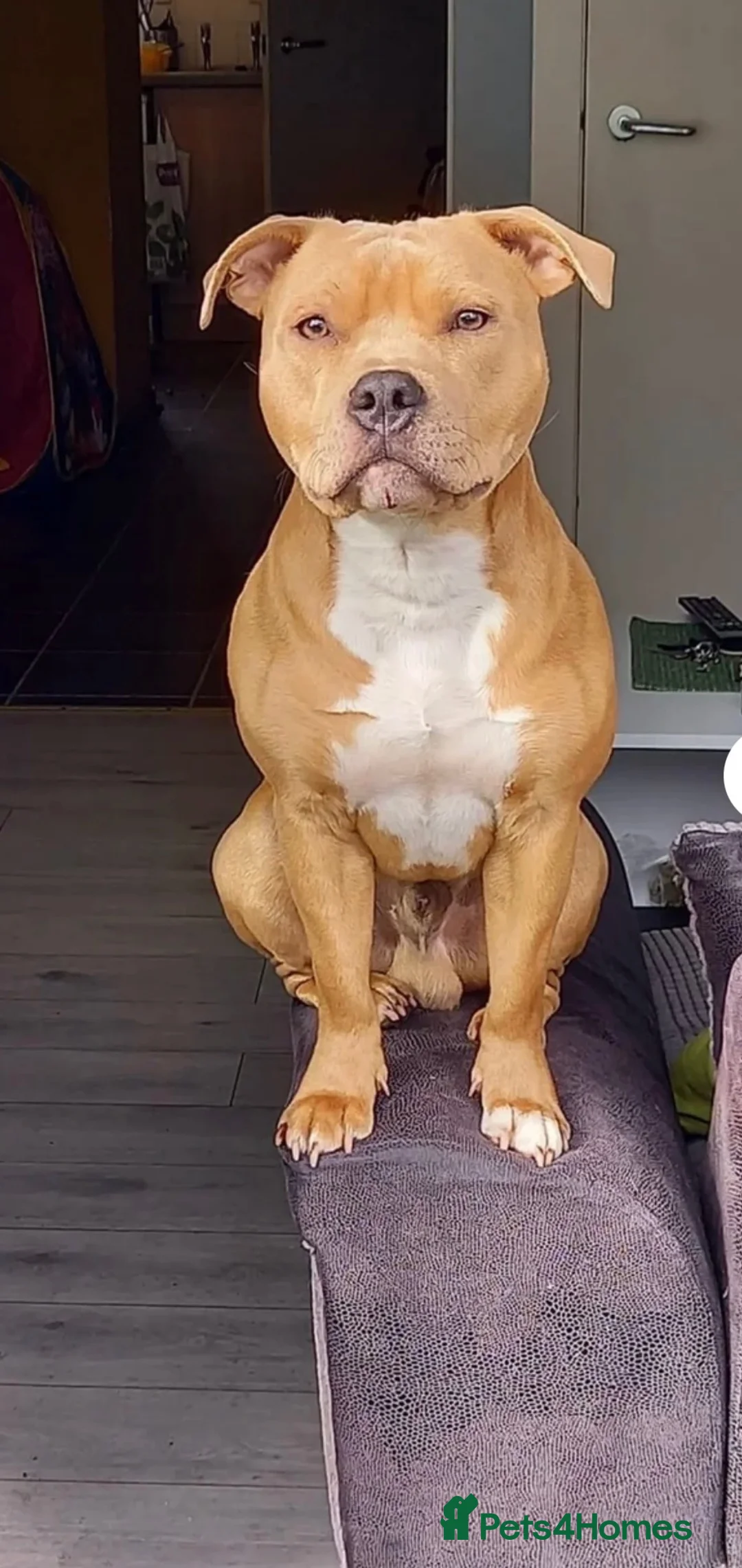 Staffordshire Bull Terrier dogs for sale: Staffordshire bull terrier puppies  in Kilmarnock - Advert 2