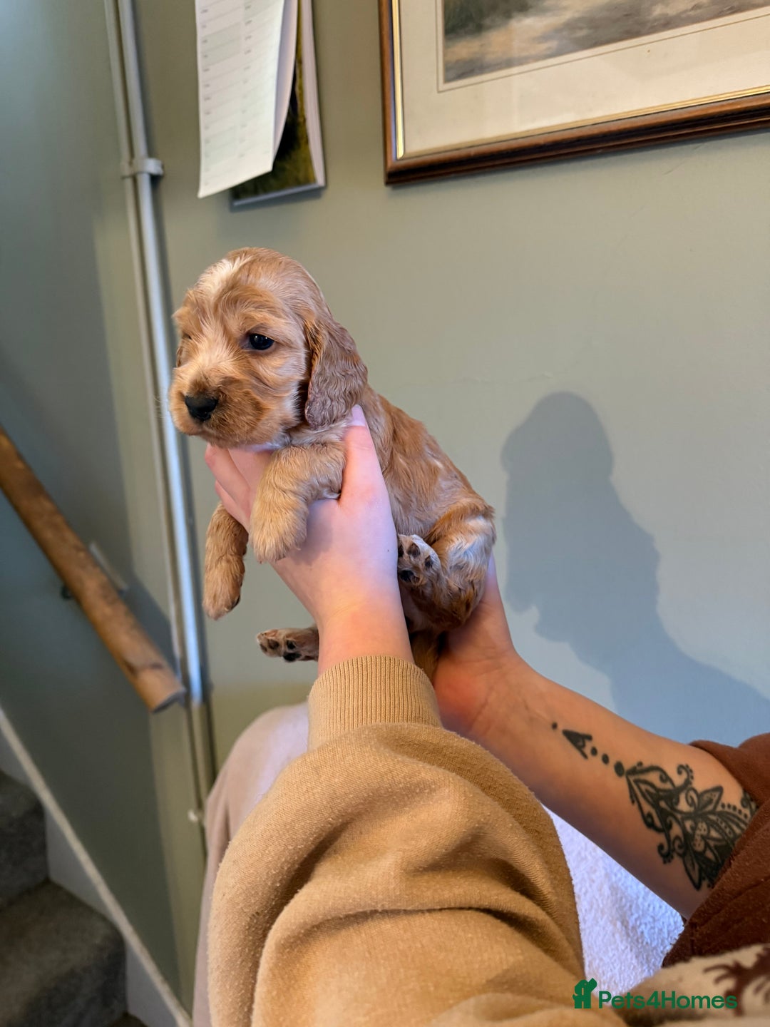 Cocker Spaniel dogs for sale: Beautiful golden girl  - Advert 3