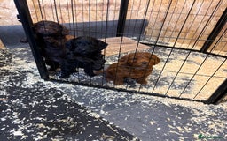 Cockapoo dogs for sale: Stunning toy size F1 cockapoo puppies - Image 17