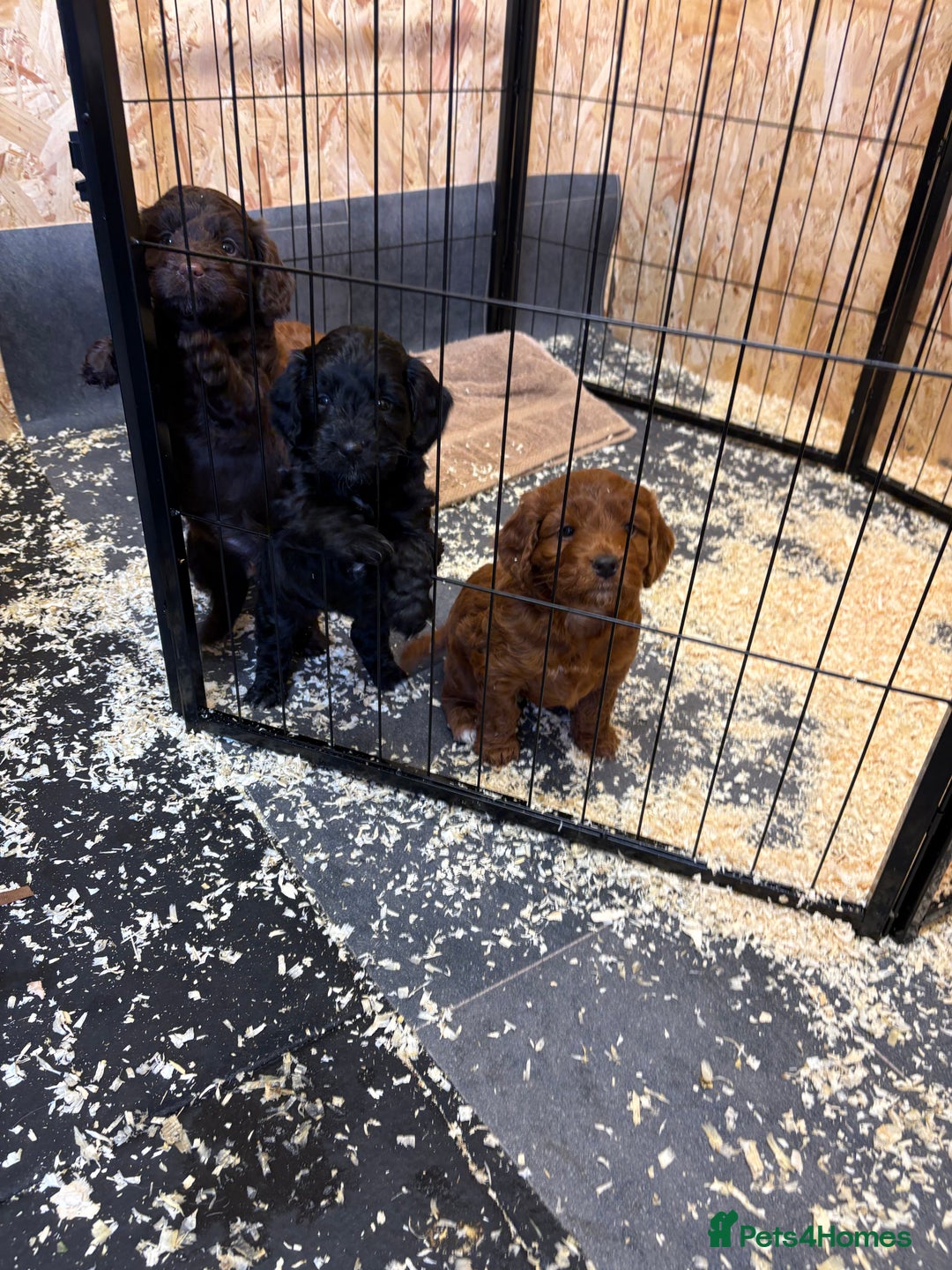 Cockapoo dogs for sale: Stunning toy size F1 cockapoo puppies - Image 17