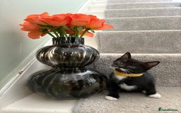 Mixed Breed cats for sale: Black and White kittens left! Ready Now!!  - Image 14