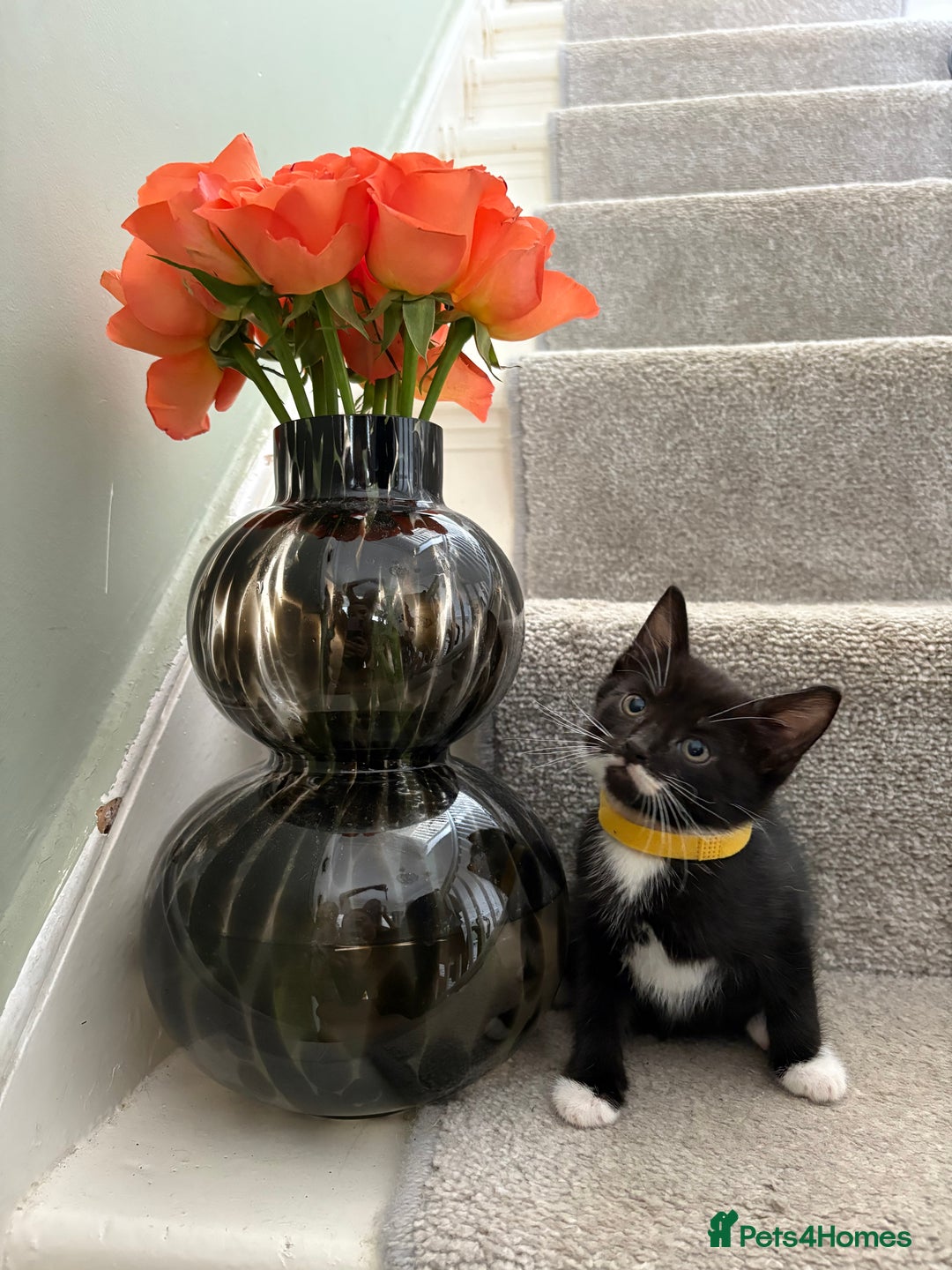 Mixed Breed cats for sale: Black and White kittens left! Ready Now!!  - Image 14