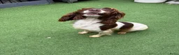 English Springer Spaniel dogs for sale:  OUR LOVELY ANNIE LOOKING FOR A VERY SPECIAL HOME in Doncaster - Advert 8