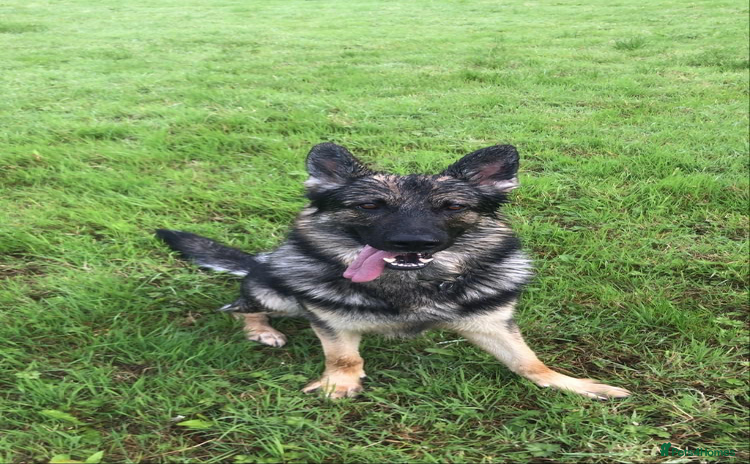 German Shepherd dogs - Advert 2