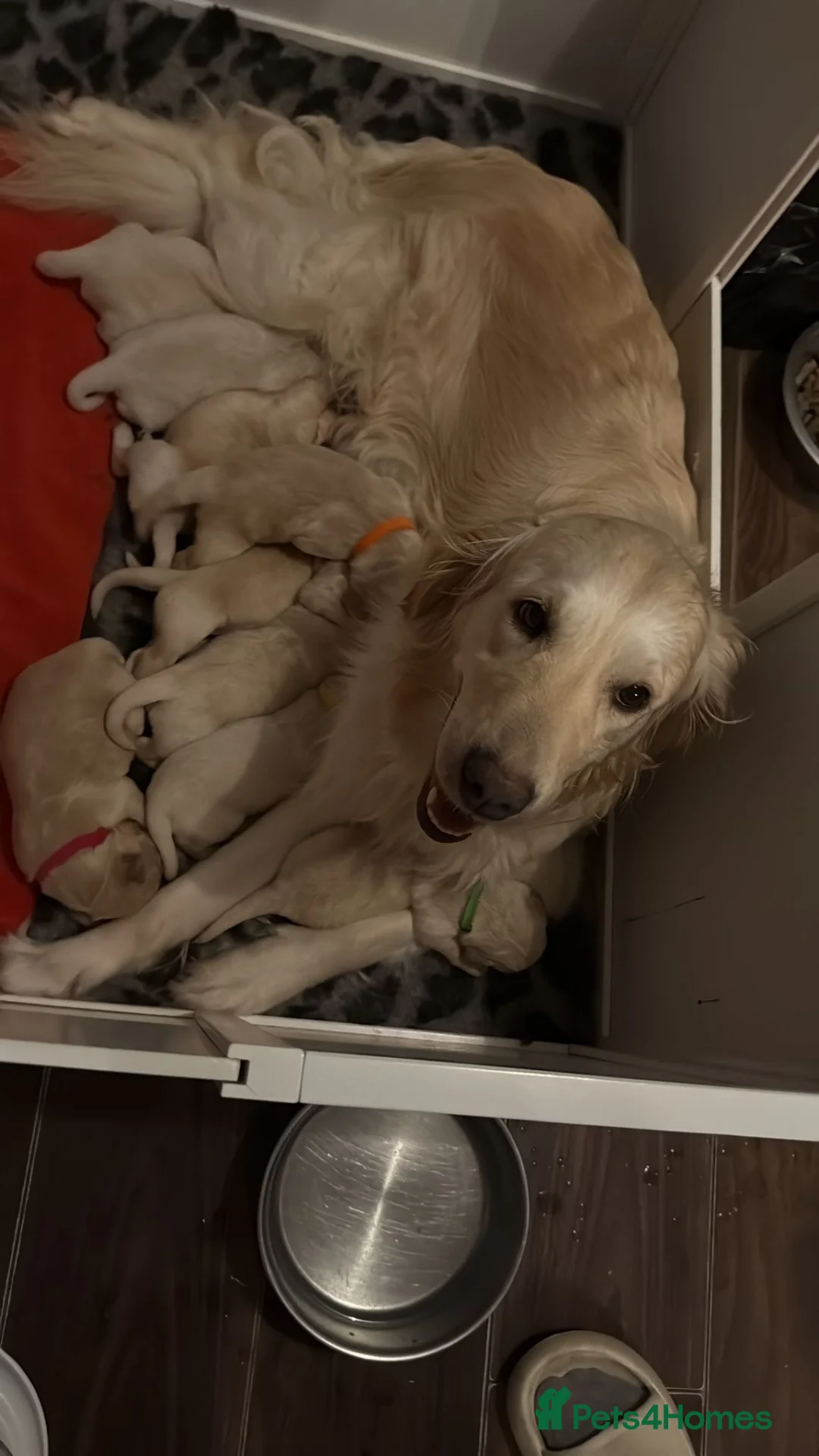 Golden Retriever dogs for stud: KC GOLDEN RETRIEVER STUD EXTENSIVELY HEALTH TESTED - Advert 13