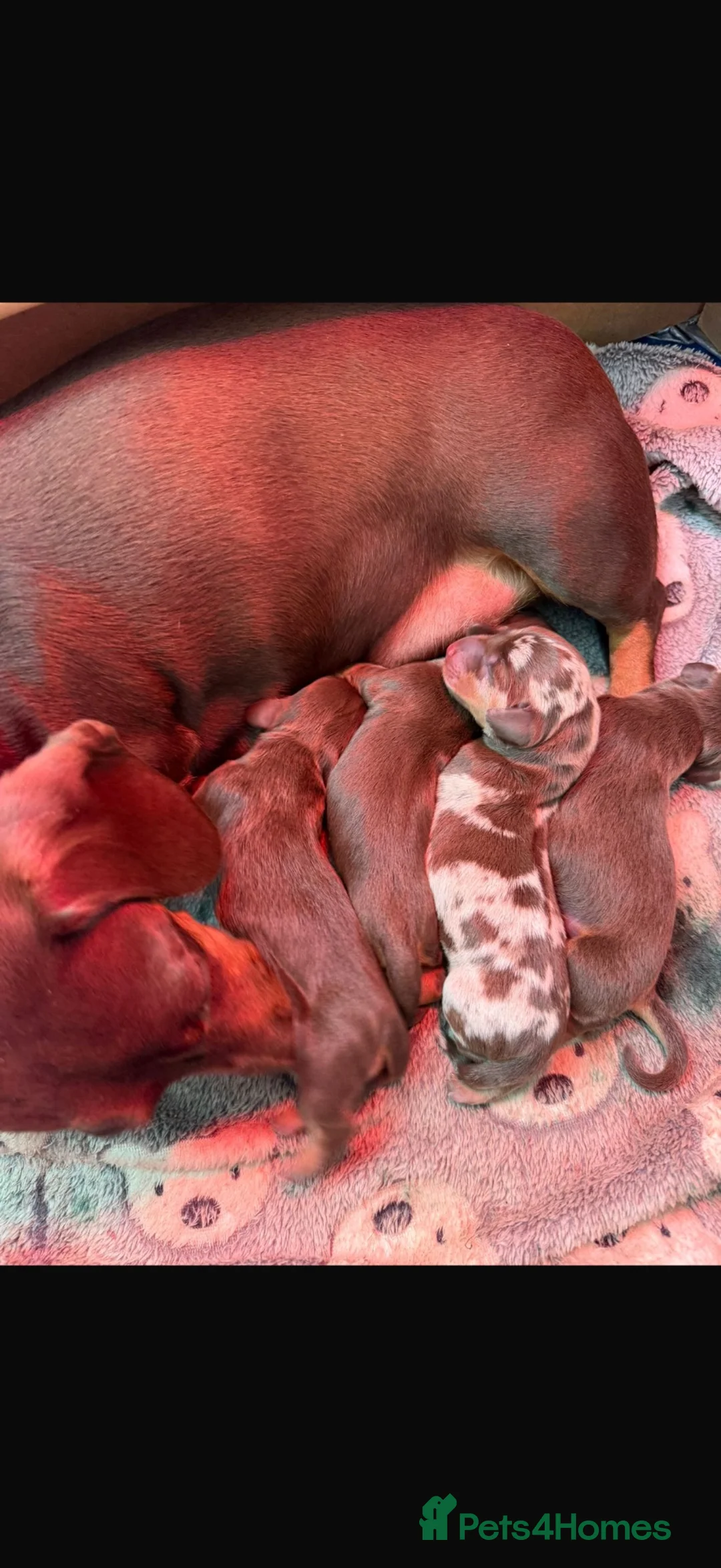 Miniature Dachshund dogs for sale: KC Registered Miniature Daschunds for sale!! - Advert 2