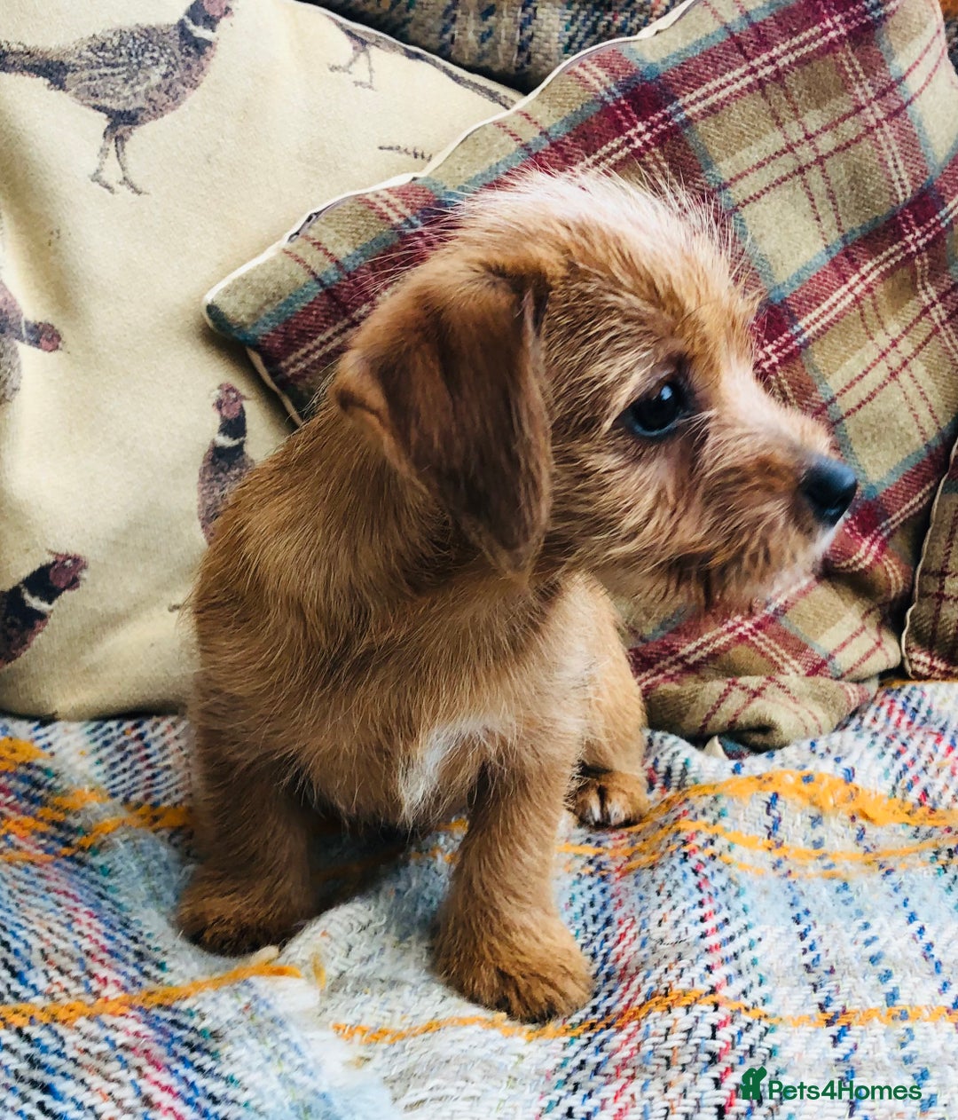 Norfolk Terrier dogs for sale: Stubleywood 3/4 Norfolk puppies - Image 8