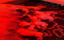 English Springer Spaniel dogs for sale: Beautiful litter of KC reg ESS - Image 24