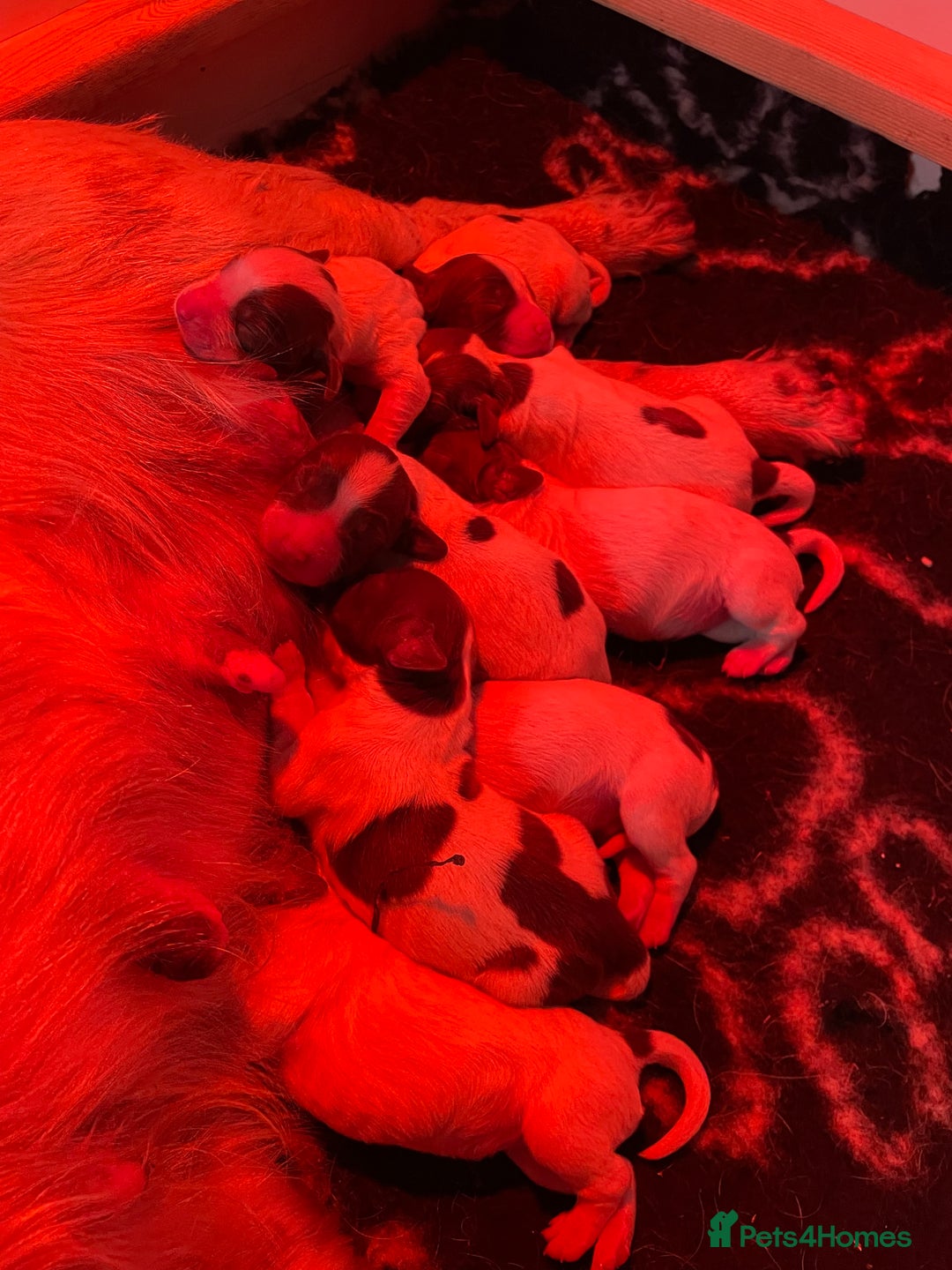English Springer Spaniel dogs for sale: Beautiful litter of KC reg ESS - Image 24