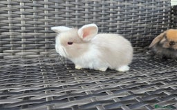 Mini Lop rabbits for sale: Cute Mini Lop Bunnies - Image 9