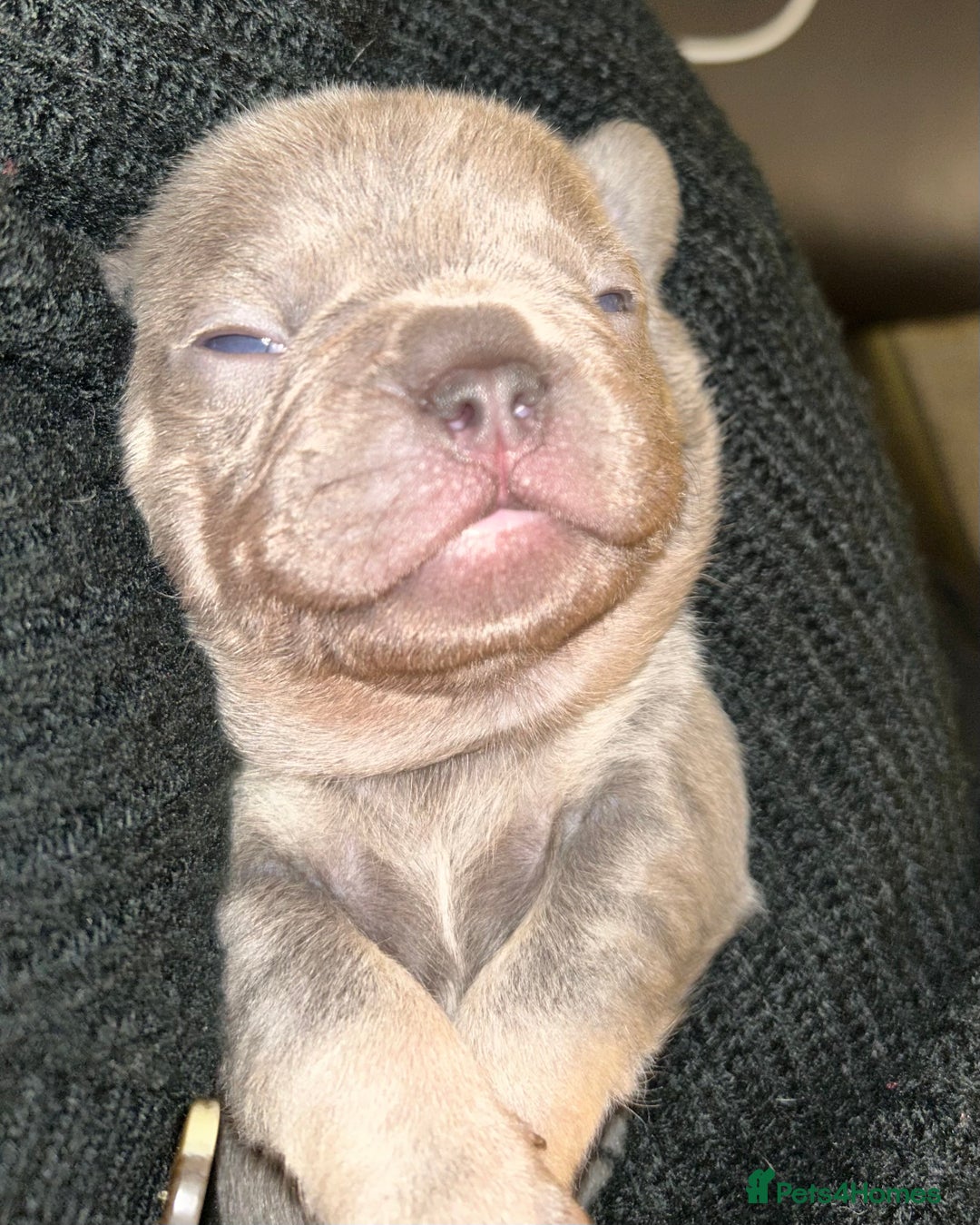 French Bulldog dogs for sale: Litter of 4 beautiful pups 🐶  - Advert 7