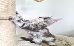 Maine Coon cats for sale: PEDIGREE MAINE COON KITTENS 5 BOYS - Image 19