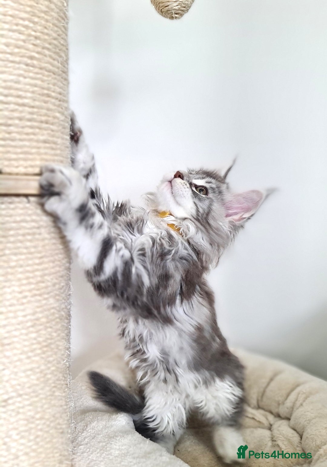 Maine Coon cats for sale: PEDIGREE MAINE COON KITTENS 5 BOYS - Image 19