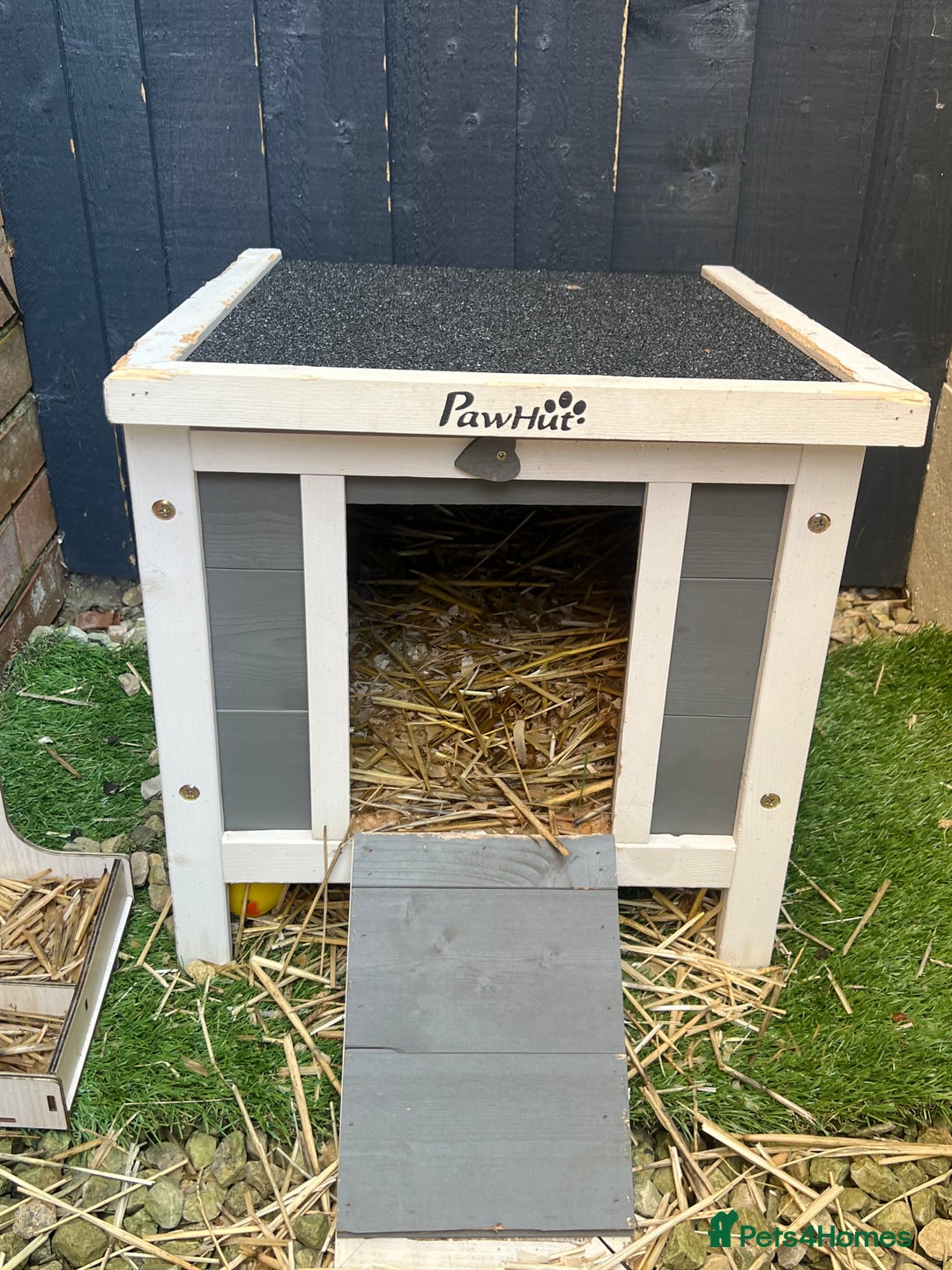 Mini Lop rabbits for sale: Two male Mini Lop Rabbits - Advert 8