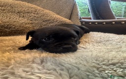 Staffordshire Bull Terrier dogs for sale: High Quality Blue & Black Staffy Puppies - Image 7