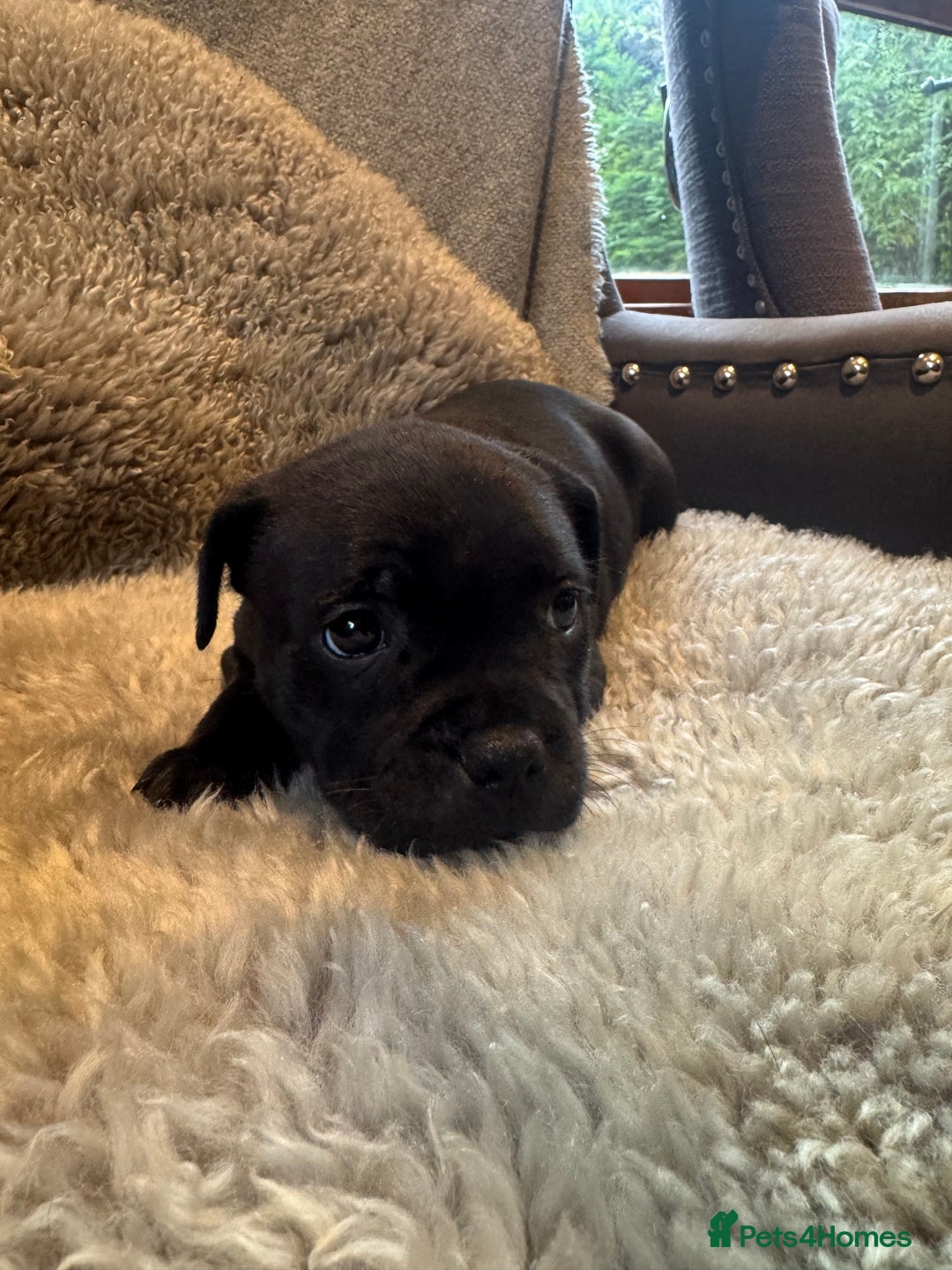 Staffordshire Bull Terrier dogs for sale: High Quality Blue & Black Staffy Puppies - Image 7