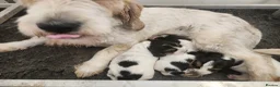 Basset Griffon Vendeen dogs for sale: Griffon grand bassets  - Advert 3