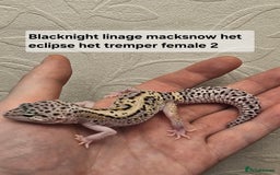 Leopard Gecko reptiles for sale: Leopard geckos babies various morphs  - Image 13