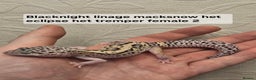 Leopard Gecko reptiles for sale: Leopard geckos babies various morphs  - Advert 13